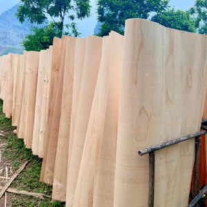 Ván bóc Bạch Đàn- Keo- Cao Su Việt Nam