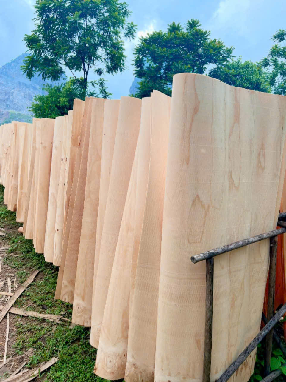 Ván bóc Bạch Đàn- Keo- Cao Su Việt Nam